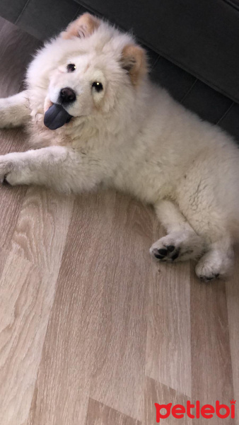Chow Chow (çin Aslanı), Köpek  LEON fotoğrafı