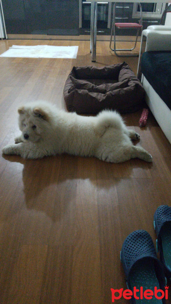 Chow Chow (çin Aslanı), Köpek  LEON fotoğrafı