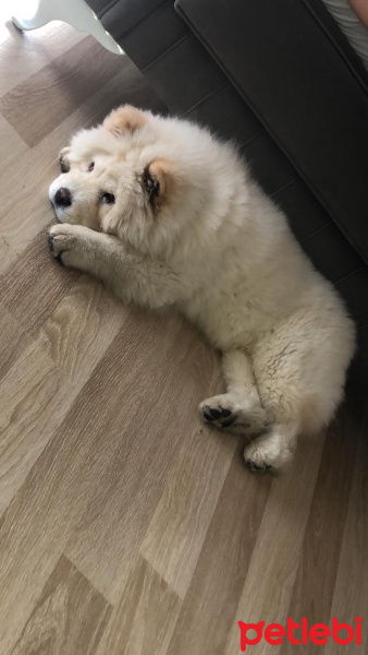 Chow Chow (çin Aslanı), Köpek  LEON fotoğrafı