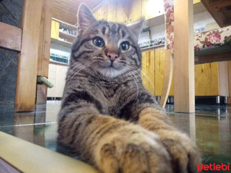 Tekir Kedi, Kedi  Şeker fotoğrafı