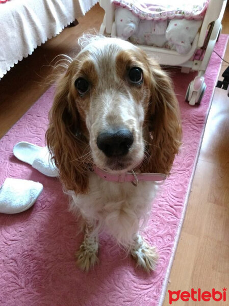 İngiliz Cocker Spaniel, Köpek  köpük fotoğrafı