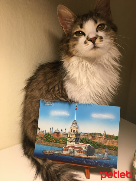 Tekir Kedi, Kedi  Maya fotoğrafı