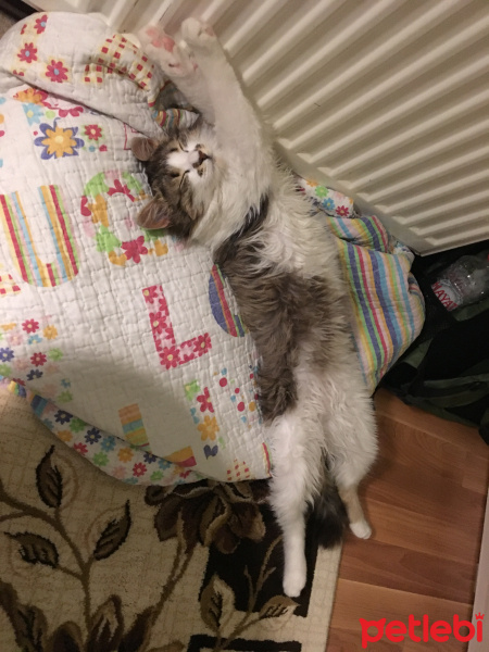 Tekir Kedi, Kedi  Maya fotoğrafı