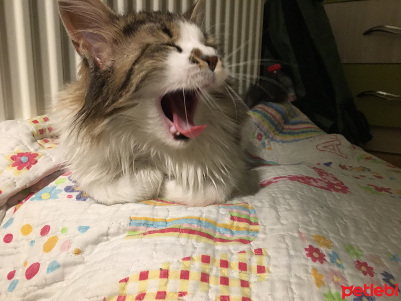Tekir Kedi, Kedi  Maya fotoğrafı