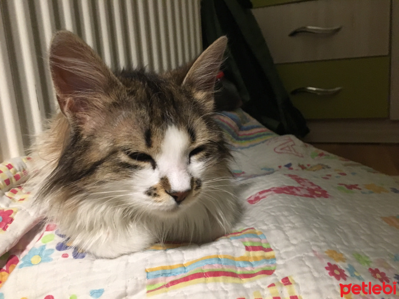 Tekir Kedi, Kedi  Maya fotoğrafı