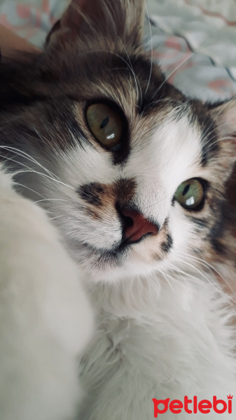Tekir Kedi, Kedi  Maya fotoğrafı