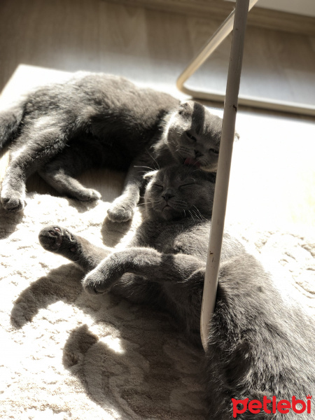 Scottish Fold, Kedi  kızım ve oğlum fotoğrafı
