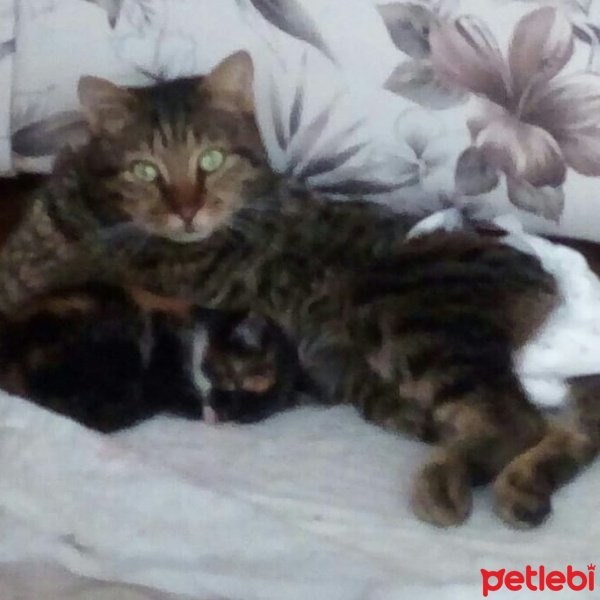Tekir Kedi, Kedi  Çiko fotoğrafı