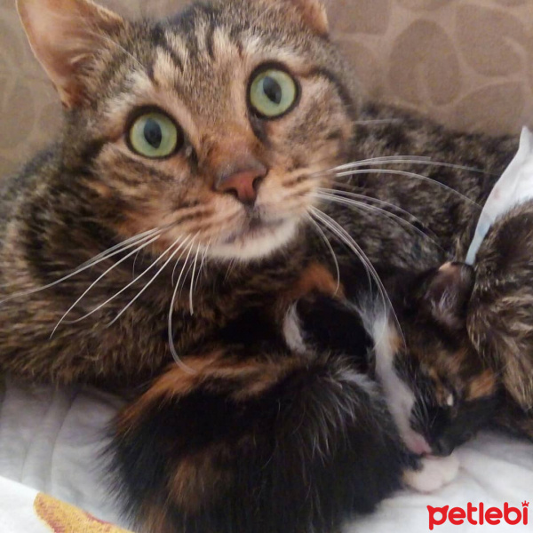 Tekir Kedi, Kedi  Çiko fotoğrafı