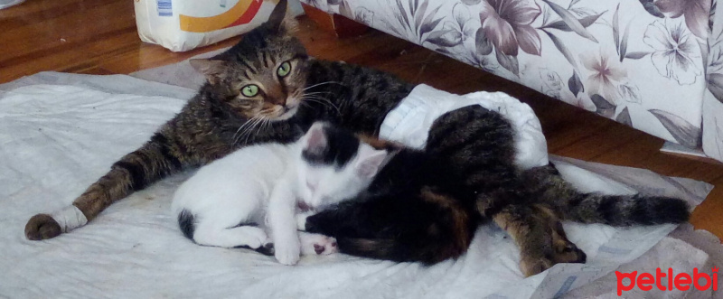 Tekir Kedi, Kedi  Çiko fotoğrafı