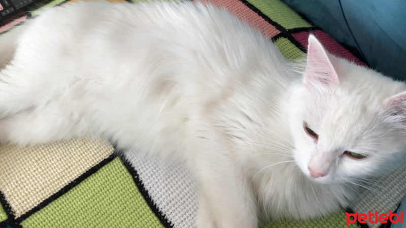 Ankara Kedisi, Kedi  Yumoş fotoğrafı