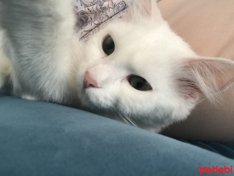 Ankara Kedisi, Kedi  Yumoş fotoğrafı