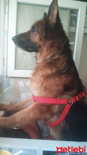 Alman Çoban Köpeği, Köpek  lexsi fotoğrafı