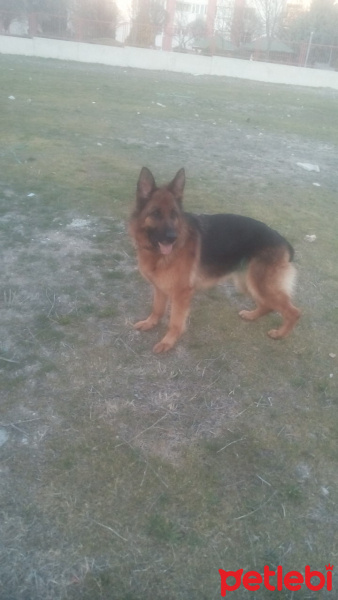 Alman Çoban Köpeği, Köpek  lexsi fotoğrafı