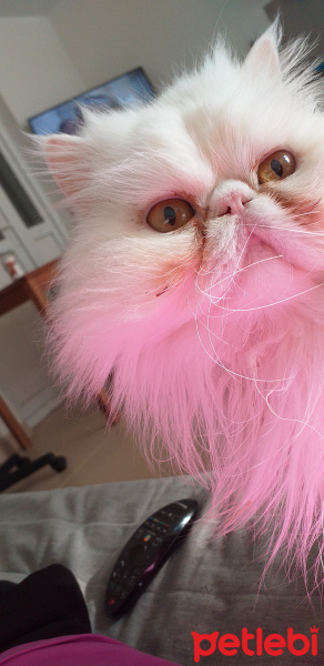İran Kedisi (Persian), Kedi  Ponpon fotoğrafı
