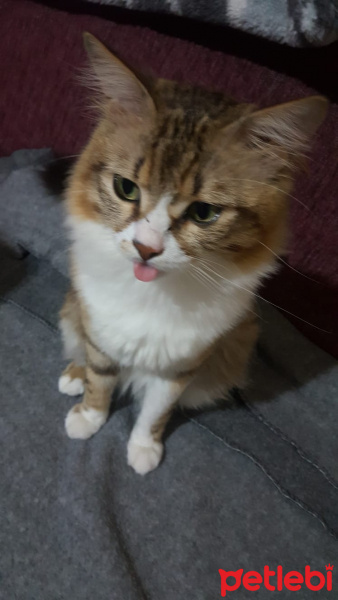 Tekir Kedi, Kedi  Yumak fotoğrafı