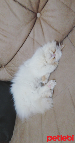 İran Kedisi (Persian), Kedi  Yumak fotoğrafı