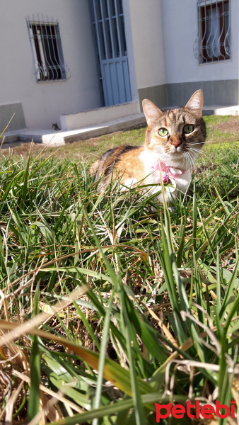 Tekir Kedi, Kedi  Bidik fotoğrafı