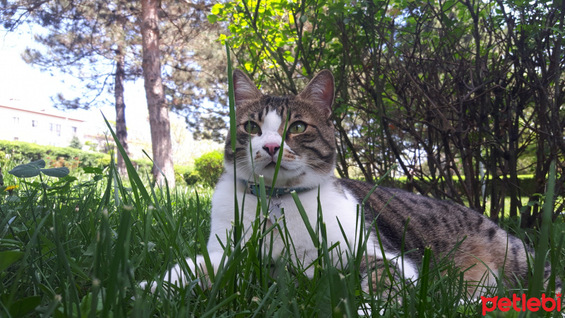 Tekir Kedi, Kedi  Bidik fotoğrafı