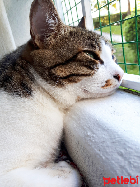 Tekir Kedi, Kedi  Bidik fotoğrafı
