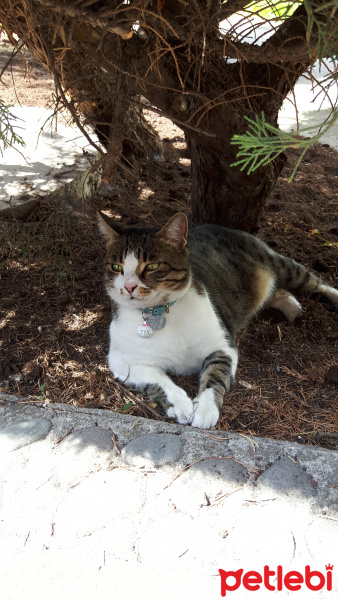 Tekir Kedi, Kedi  Bidik fotoğrafı