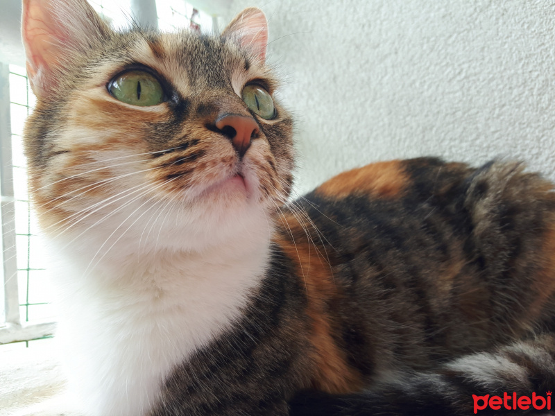 Tekir Kedi, Kedi  Bidik fotoğrafı