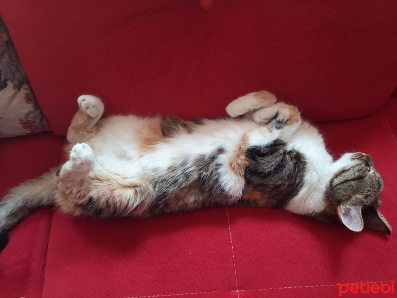 Tekir Kedi, Kedi  Bidik fotoğrafı