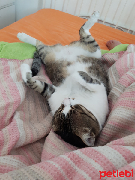 Tekir Kedi, Kedi  Bidik fotoğrafı