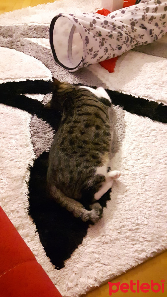 Tekir Kedi, Kedi  Bidik fotoğrafı