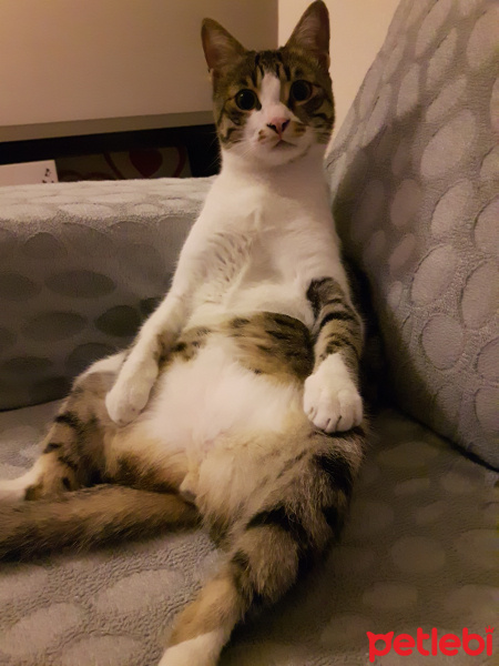 Tekir Kedi, Kedi  Bidik fotoğrafı