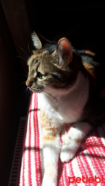 Tekir Kedi, Kedi  Bidik fotoğrafı