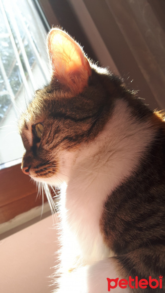 Tekir Kedi, Kedi  Bidik fotoğrafı