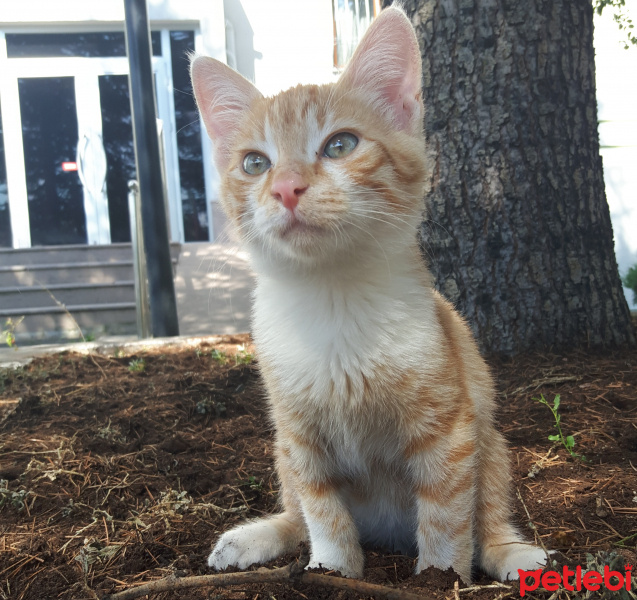 Tekir Kedi, Kedi  Bidik fotoğrafı