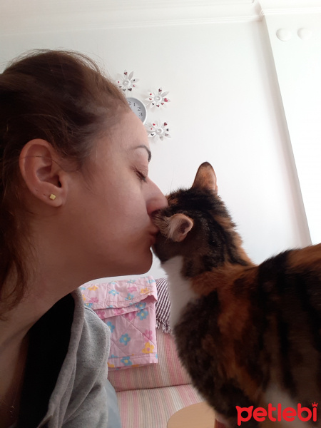 Tekir Kedi, Kedi  Bidik fotoğrafı