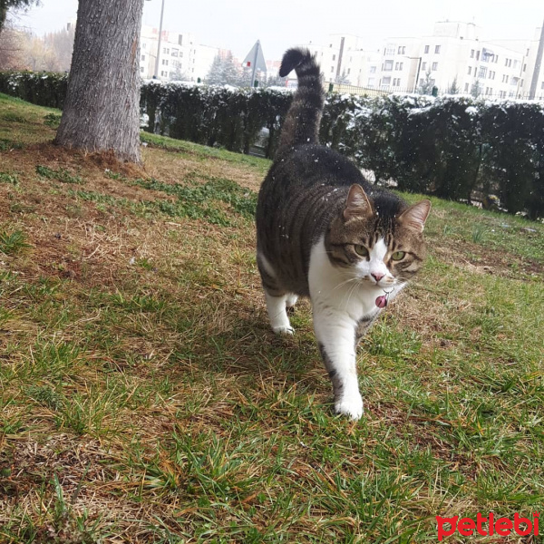 Tekir Kedi, Kedi  Bidik fotoğrafı