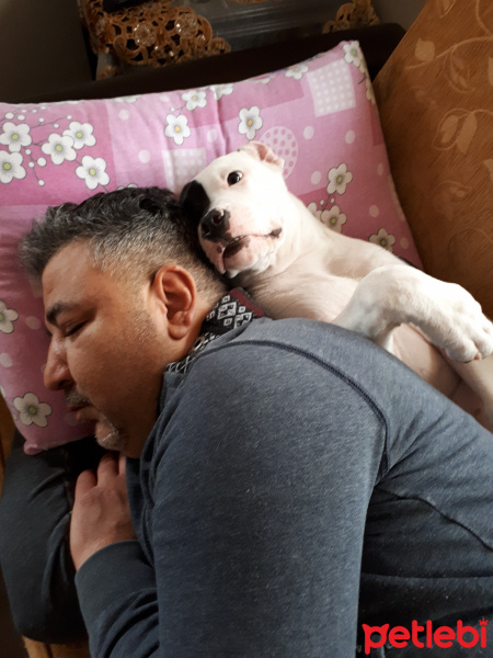 Amerikan Staffordshire Terrier, Köpek  Zeus fotoğrafı