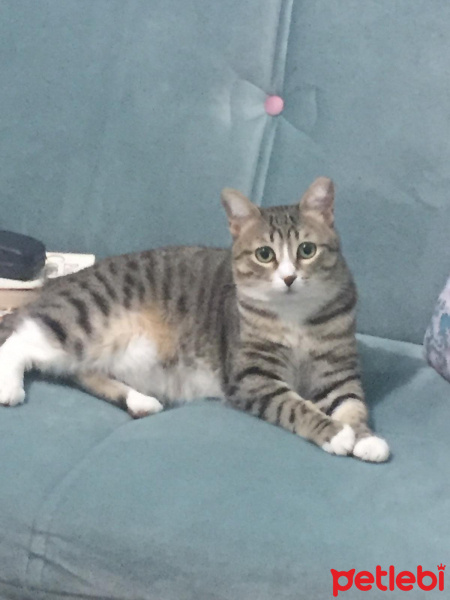 Tekir Kedi, Kedi  Mınnoş fotoğrafı