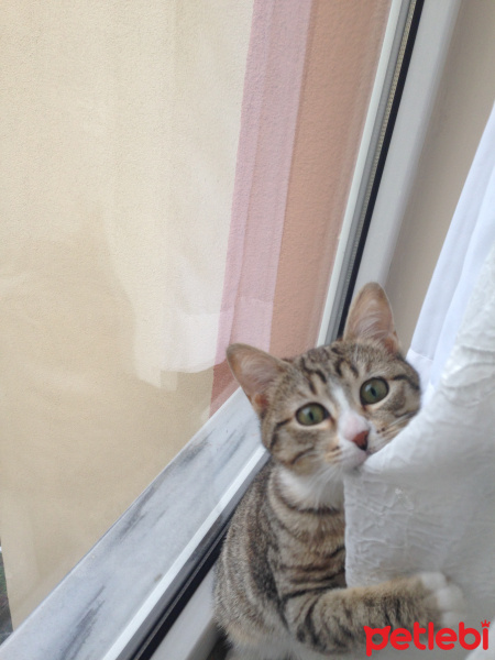 Tekir Kedi, Kedi  Mınnoş fotoğrafı