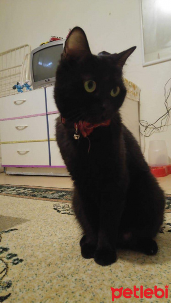 British Shorthair, Kedi  Shiro fotoğrafı