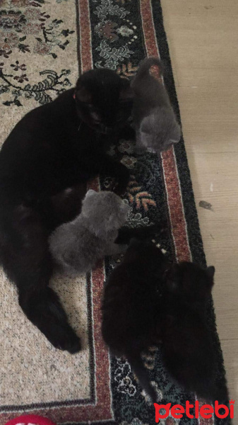Scottish Fold, Kedi  Çiko fotoğrafı