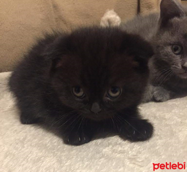 Scottish Fold, Kedi  Çiko fotoğrafı