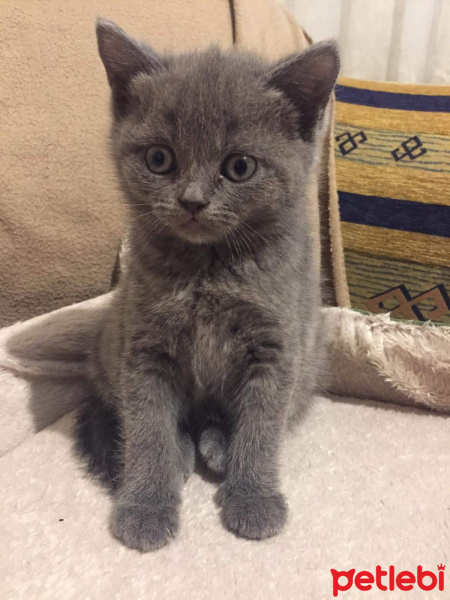 British Shorthair, Kedi  Shimai fotoğrafı