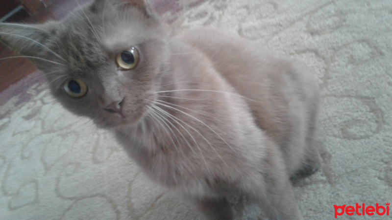 Chinchilla, Kedi  Oscar fotoğrafı