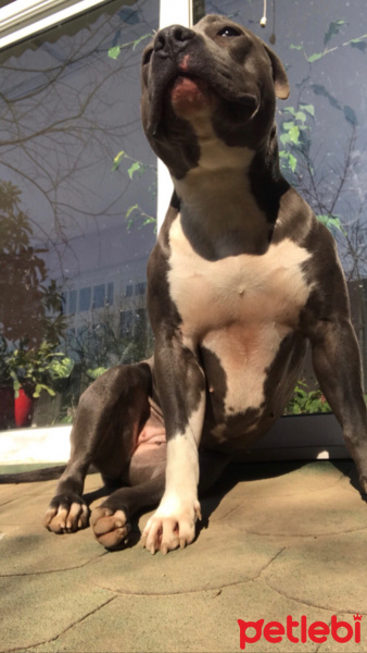 Amerikan Staffordshire Terrier, Köpek  Norah - Bluenose fotoğrafı