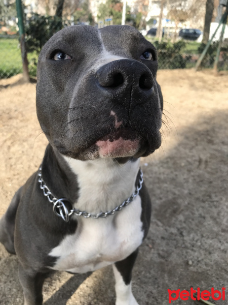 Amerikan Staffordshire Terrier, Köpek  Norah - Bluenose fotoğrafı