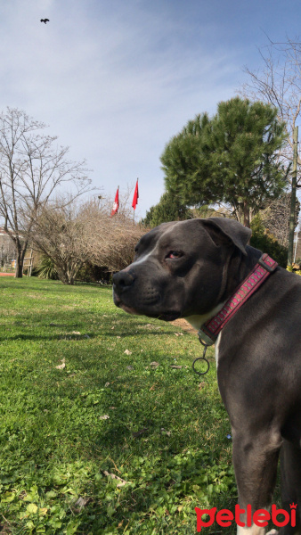 Amerikan Staffordshire Terrier, Köpek  Norah - Bluenose fotoğrafı