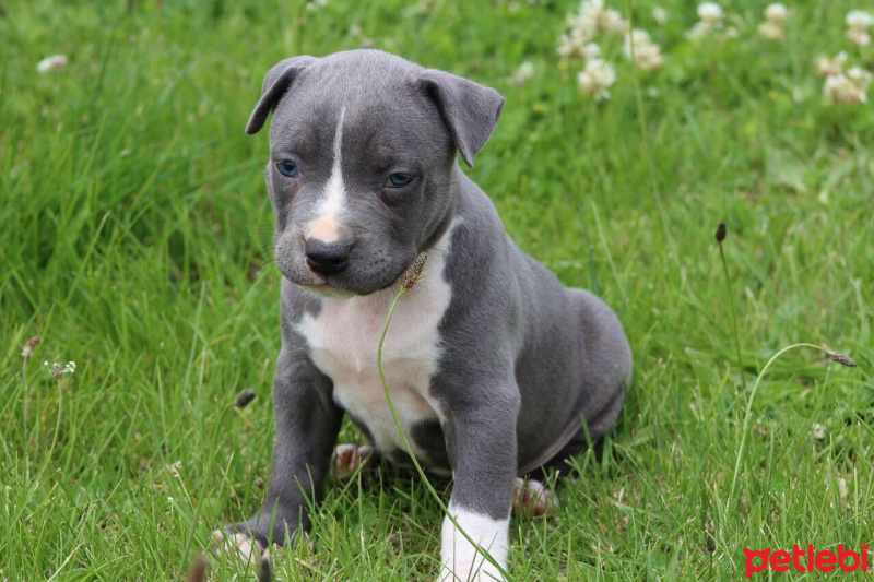 Amerikan Staffordshire Terrier, Köpek  Norah - Bluenose fotoğrafı