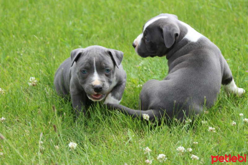 Amerikan Staffordshire Terrier, Köpek  Norah - Bluenose fotoğrafı