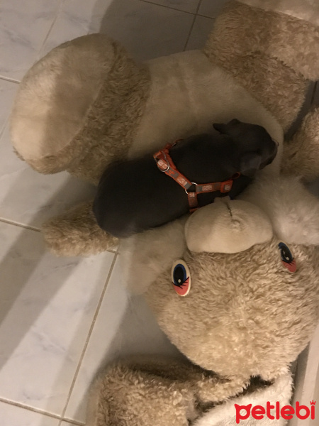 Amerikan Staffordshire Terrier, Köpek  Norah - Bluenose fotoğrafı