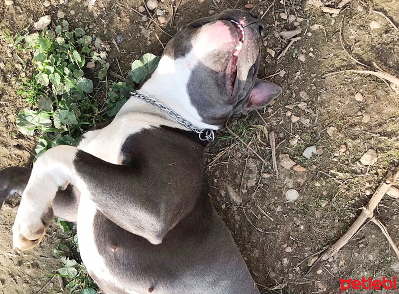 Amerikan Staffordshire Terrier, Köpek  Norah - Bluenose fotoğrafı